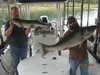 (09/18/2016) - Nice Striped Bass